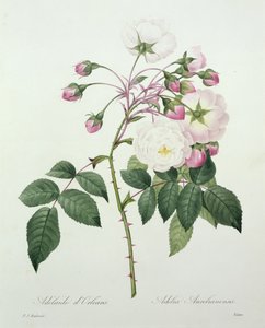 Adelia Aurelianensis, engraved by Victor, from 